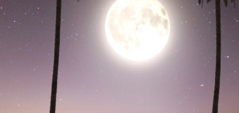 保镖(Bodyguard) ver0.1 汉化版 PC+安卓 SLG游戏&新作 800M-次元小屋